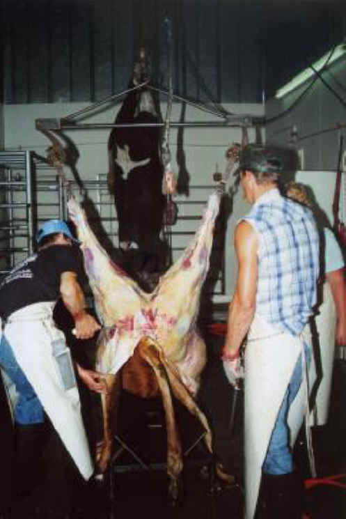 Cattle Exploitation - Beef - 09