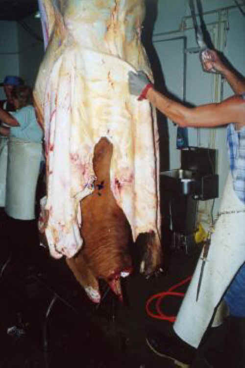 Cattle Exploitation - Beef - 10