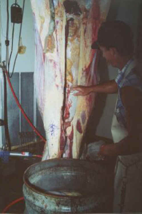 Cattle Exploitation - Beef - 12