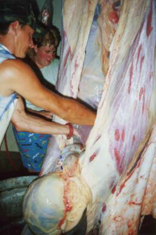 Cattle Exploitation - Beef - 13