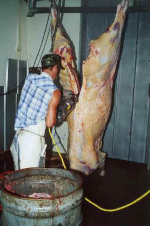 Cattle Exploitation - Beef - 14