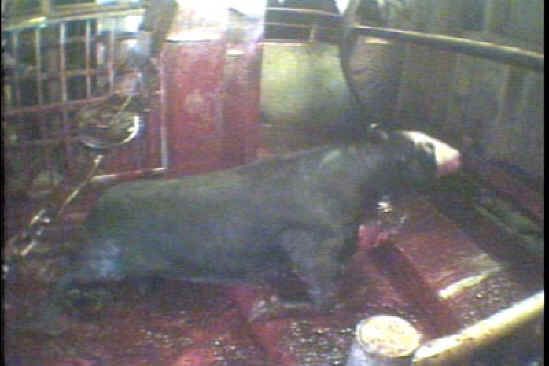 Cattle Exploitation - Beef - 17