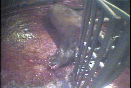 Cattle Exploitation - Beef - 18