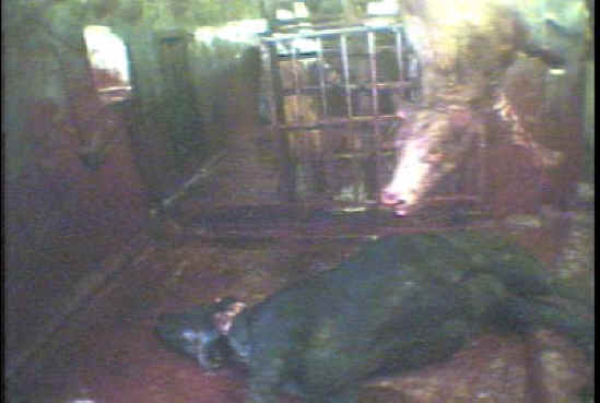 Cattle Exploitation - Beef - 19