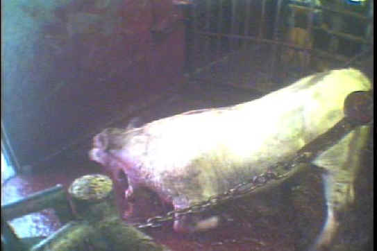 Cattle Exploitation - Beef - 20