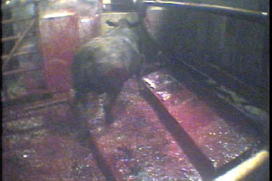 Cattle Exploitation - Beef - 22