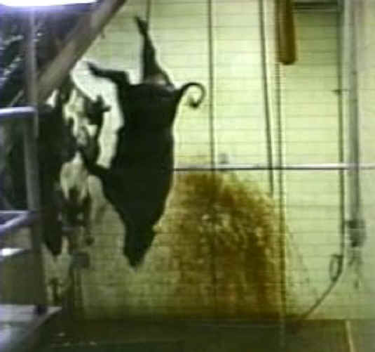 Cattle Exploitation - Beef - 23