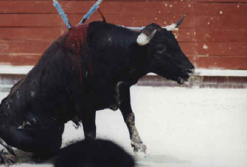 Cattle Exploitation - Bullfighting - 02