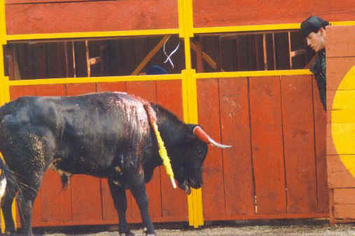 Cattle Exploitation - Bullfighting - 07