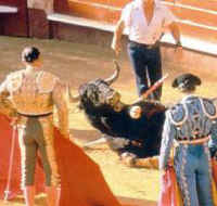 Cattle Exploitation - Bullfighting - 17