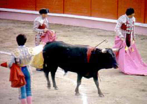Cattle Exploitation - Bullfighting - 19