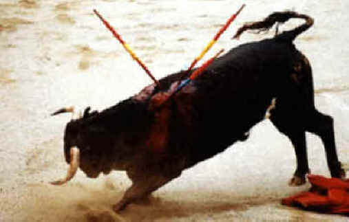 Cattle Exploitation - Bullfighting - 22