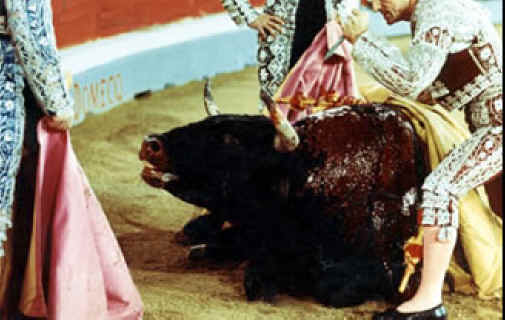 Cattle Exploitation - Bullfighting - 23