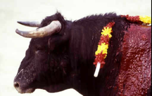 Cattle Exploitation - Bullfighting - 25