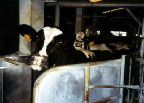 Cattle Exploitation - Dairy - 02