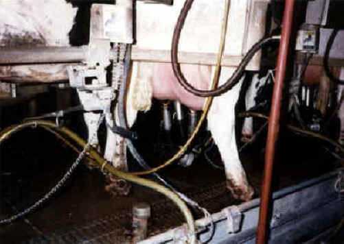 Cattle Exploitation - Dairy - 04