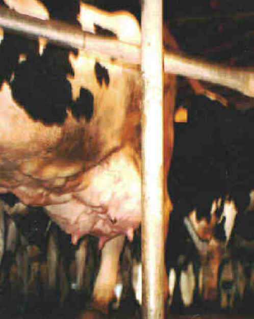 Cattle Exploitation - Dairy - 06