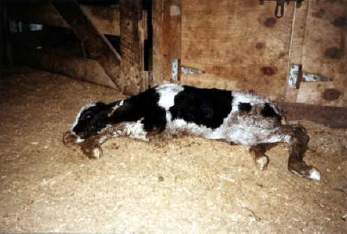 Cattle Exploitation - Dairy - 10