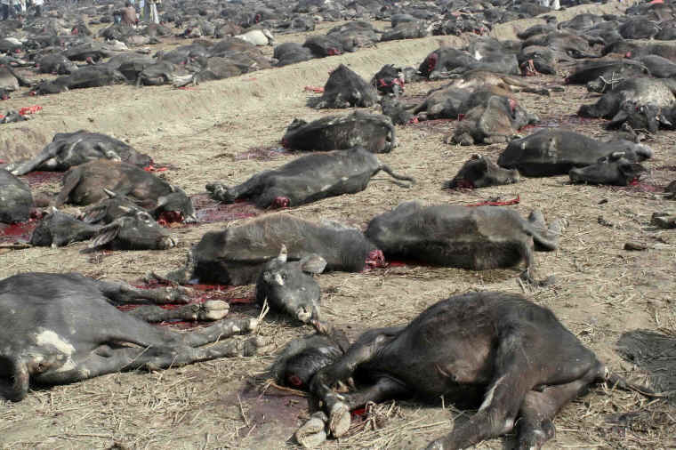 Cattle Exploitation - Festival and Sacrificial Slaughter - 02