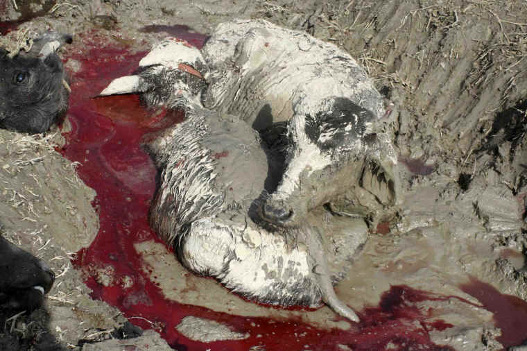 Cattle Exploitation - Festival and Sacrificial Slaughter - 03