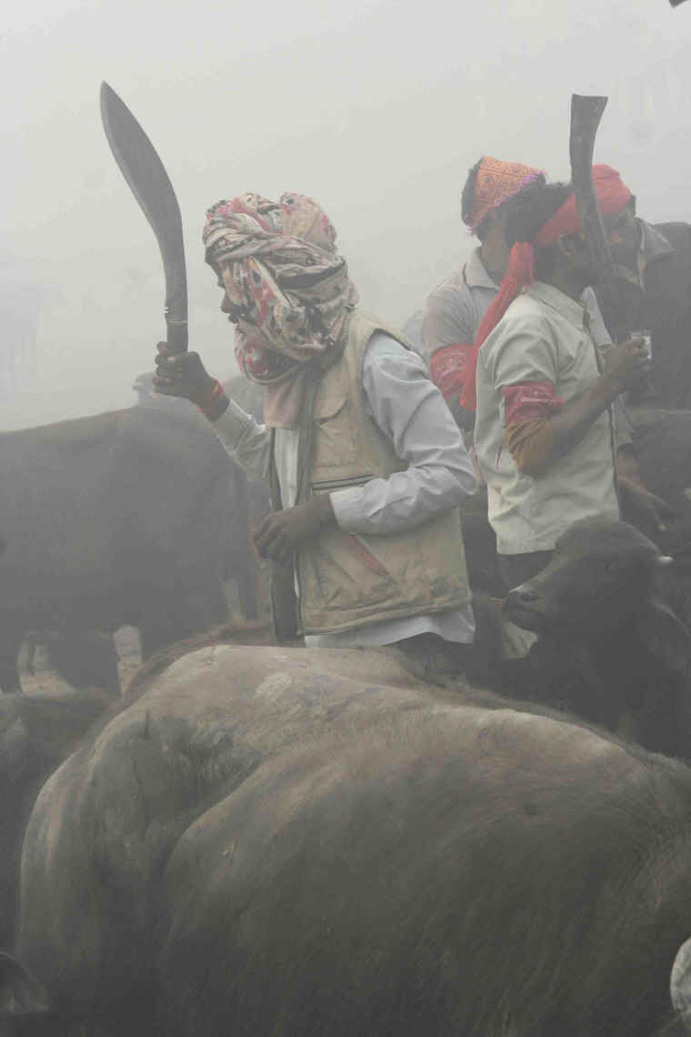 Cattle Exploitation - Festival and Sacrificial Slaughter - 04