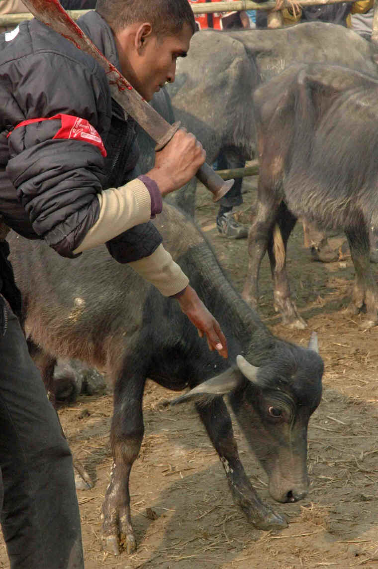 Cattle Exploitation - Festival and Sacrificial Slaughter - 06