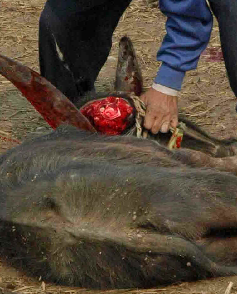 Cattle Exploitation - Festival and Sacrificial Slaughter - 09