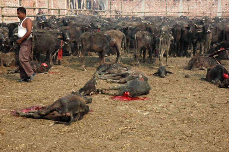 Cattle Exploitation - Festival and Sacrificial Slaughter - 11