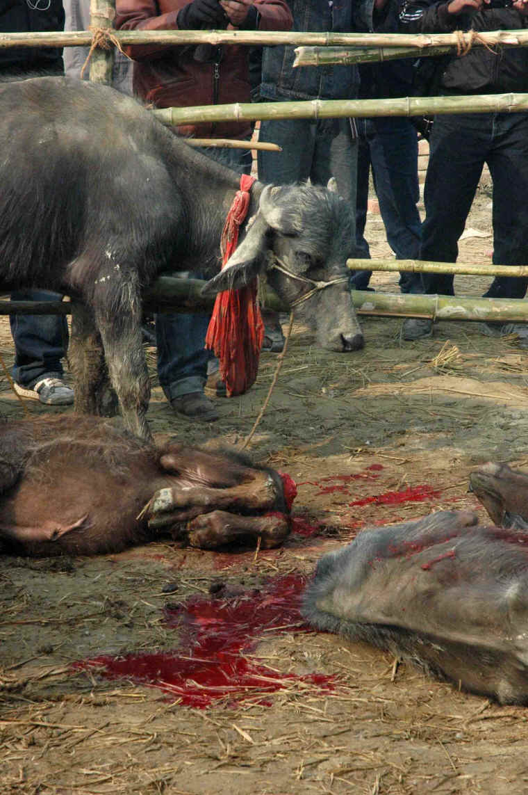 Cattle Exploitation - Festival and Sacrificial Slaughter - 13