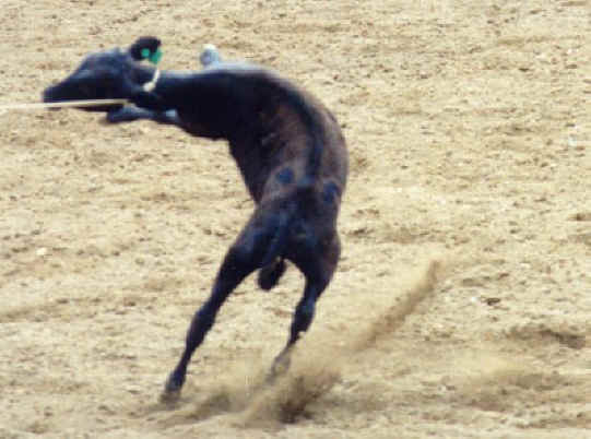 Cattle Exploitation - Rodeo - Calf Roping - 01