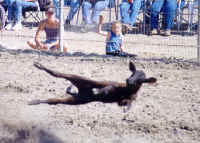 Cattle Exploitation - Rodeo - Calf Roping - 02