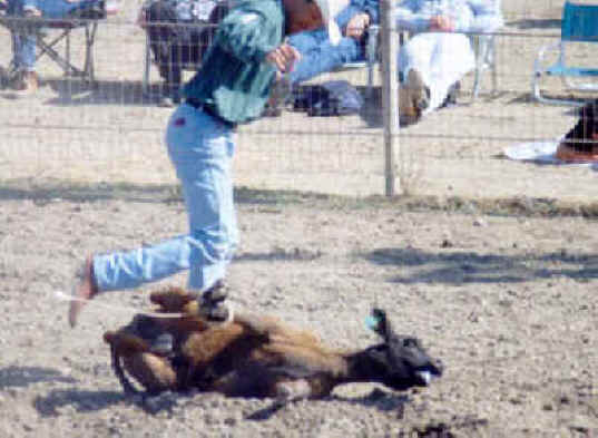 Cattle Exploitation - Rodeo - Calf Roping - 05