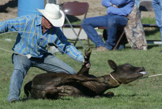 Cattle Exploitation - Rodeo - Calf Roping - 10
