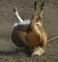 Cattle Exploitation - Rodeo - Calf Roping - 11