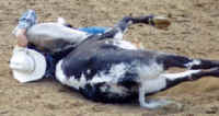 Cattle Exploitation - Rodeo - Steer Wrestling - 02
