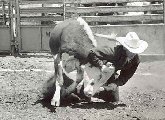 cow wrestling