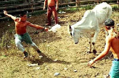 Cattle Exploitation - Torture - 03