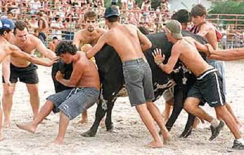 Cattle Exploitation - Torture - 04