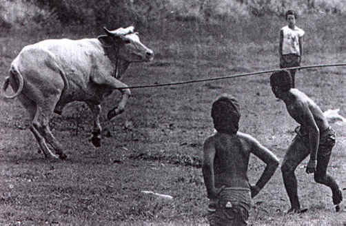 Cattle Exploitation - Torture - 06