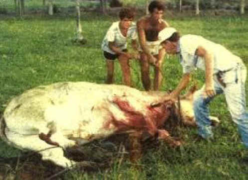 Cattle Exploitation - Torture - 10