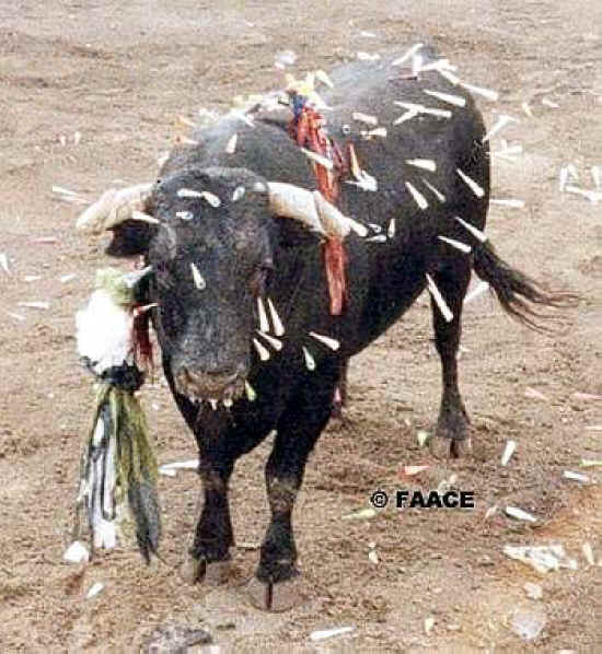 Cattle Exploitation - Torture - 13