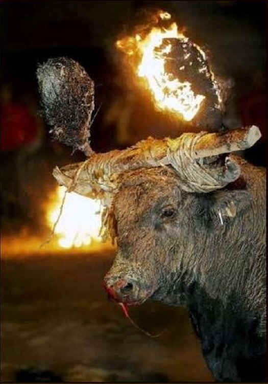 Cattle Exploitation - Torture - 16