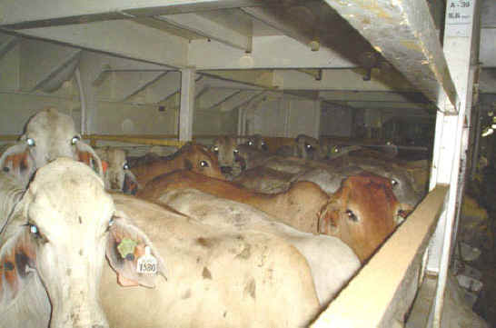 Cow Transportation