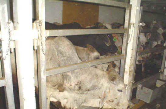 Cattle Exploitation - Transportation - 02