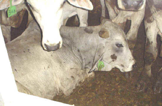 Cattle Exploitation - Transportation - 03