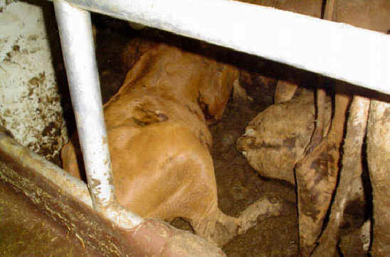 Cattle Exploitation - Transportation - 05