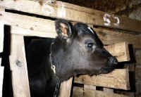 Cattle Exploitation - Veal - 01