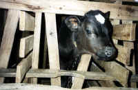 Cattle Exploitation - Veal - 02