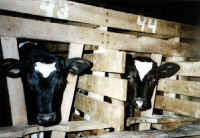 Cattle Exploitation - Veal - 03