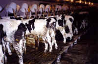 Cattle Exploitation - Veal - 04